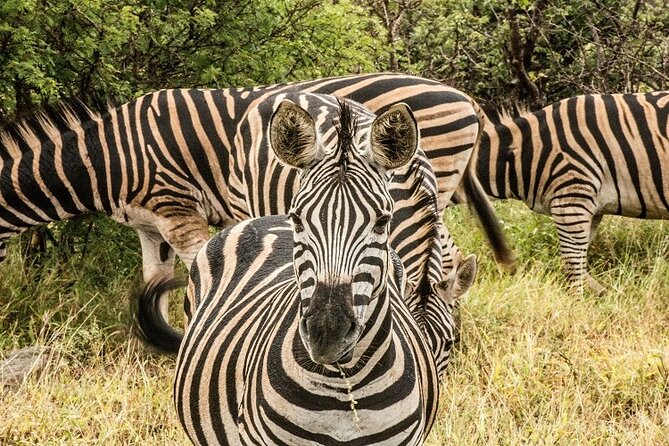 Unforgettable 5 days Tanzania Private Budget Camping safari - Day 1: Tarangire’s elephants and baobab country