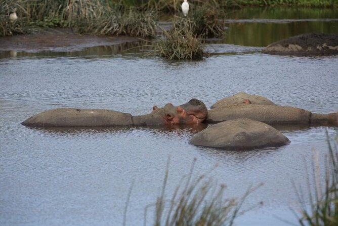 Unforgettable Tanzania Safari And Zanzibar Beach - Ngorongoro Crater packs wildlife into one remarkable day