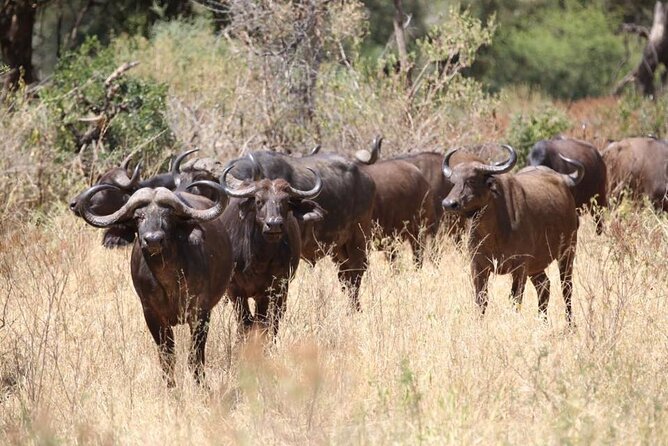 Unforgettable Tanzania Safari And Zanzibar Beach - Seronera to Zanzibar changes the mood in one day
