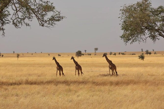 Unforgettable Tanzania Safari And Zanzibar Beach - Three Zanzibar days provide a needed pause