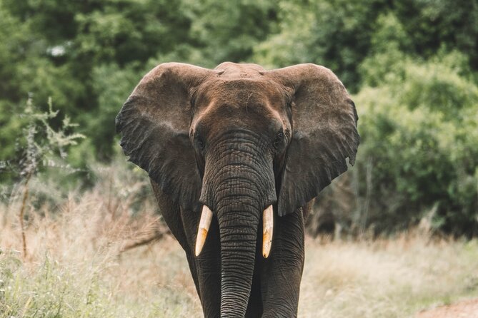 Wildlife Extravaganza: Manyara, Tarangire & Ngorongoro in 3 Days - Key points at a glance