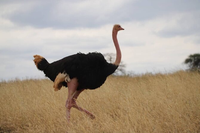 Wildlife Extravaganza: Manyara, Tarangire & Ngorongoro in 3 Days - Who should book this three-day safari