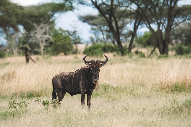 Wildlife Extravaganza: Manyara, Tarangire & Ngorongoro in 3 Days - Day 1: Tarangire’s baobabs and the first game drive