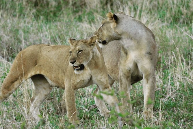 Wildlife Safari Tanzania - The guide can make or break the experience