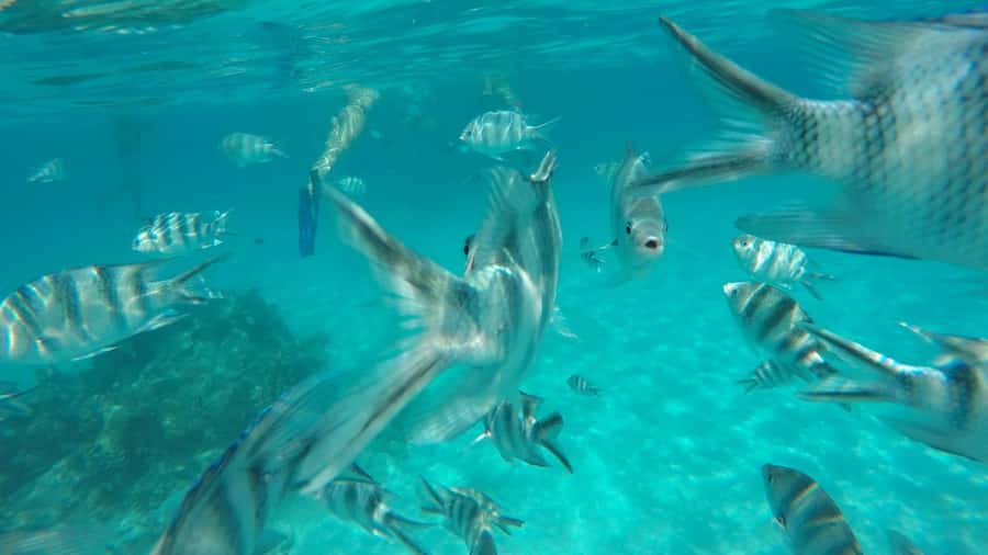 Zanzibar : 1 Day Blue Safari, Blue horizon experience - Key points at a glance