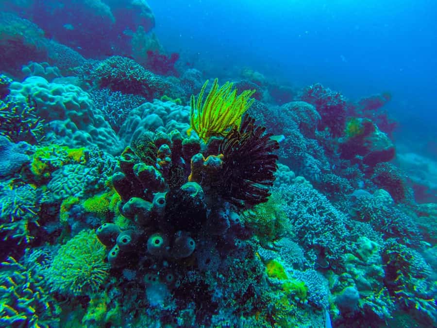 Zanzibar : 1 Day Blue Safari, Blue horizon experience - Booking Advice for a Tide-Sensitive Excursion