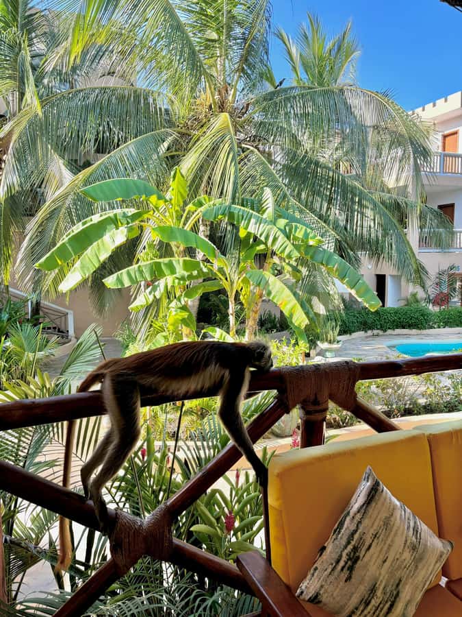Zanzibar: 1 Day Pass all inclusive island Resort experience - Seeing the scale of Reef & Beach Resort