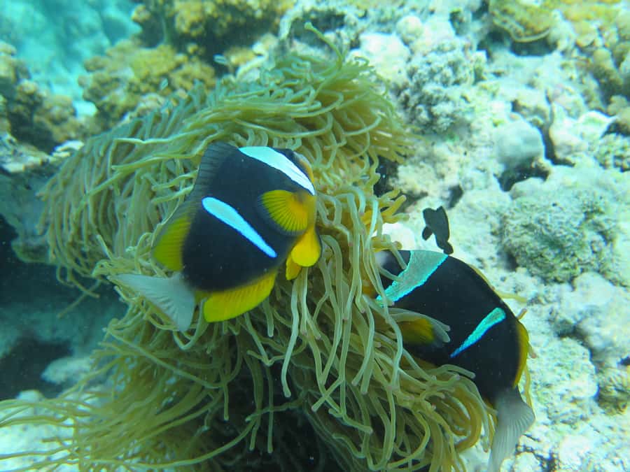 Zanzibar 1 Day Scuba Diving Course for Beginners with Lunch - The pool lesson comes before the sea