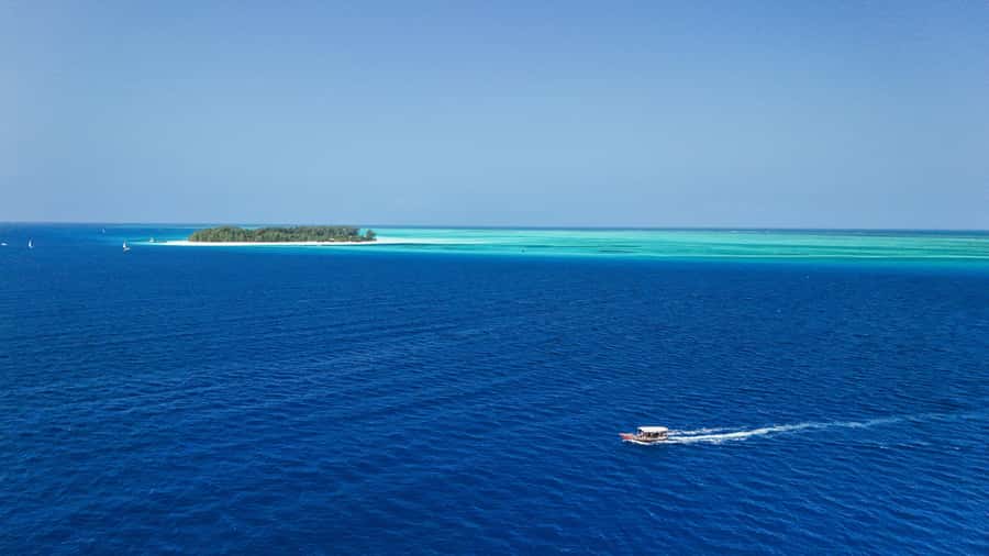 Zanzibar 1 Day Scuba Diving Course for Beginners with Lunch - Marine life and the chance of a young shark
