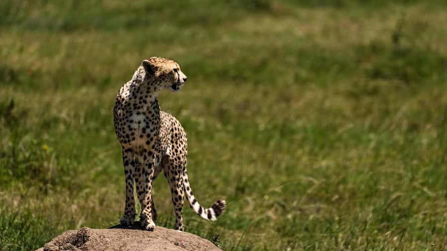 Zanzibar: 3-Day Northern Safari with Flights Included - Key points to know before booking