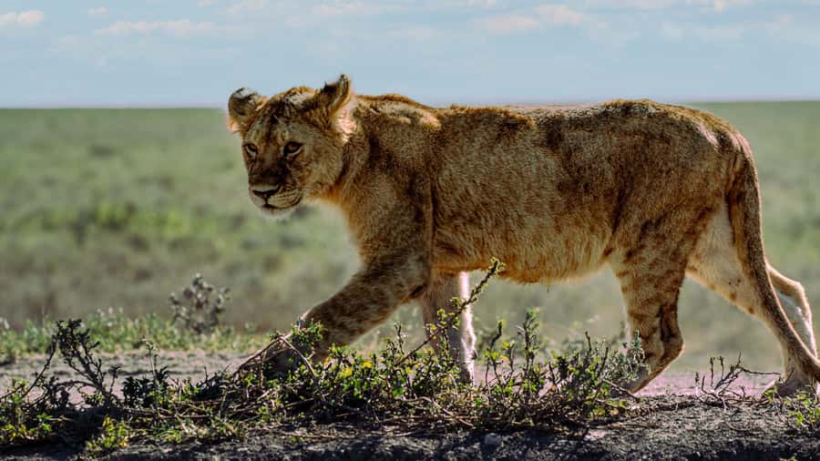 Zanzibar: 3-Day Northern Safari with Flights Included - Three parks, one compact safari from Zanzibar