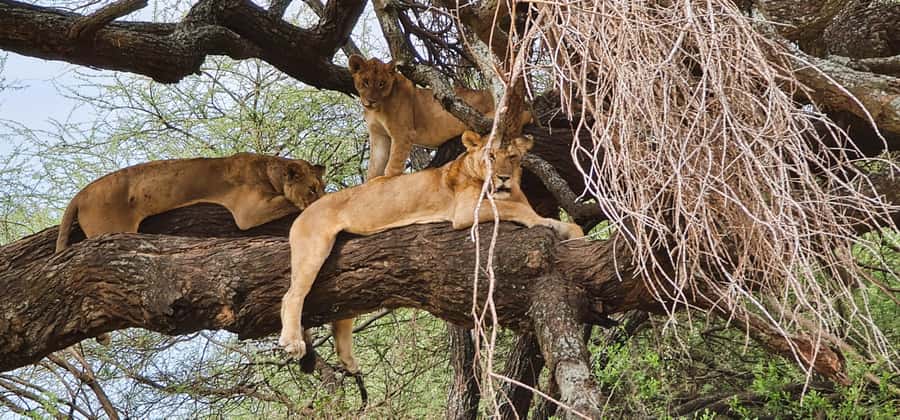 Zanzibar: 3-Day Northern Safari with Flights Included - Staying beside Lake Manyara at Africa Safari Lake Manyara