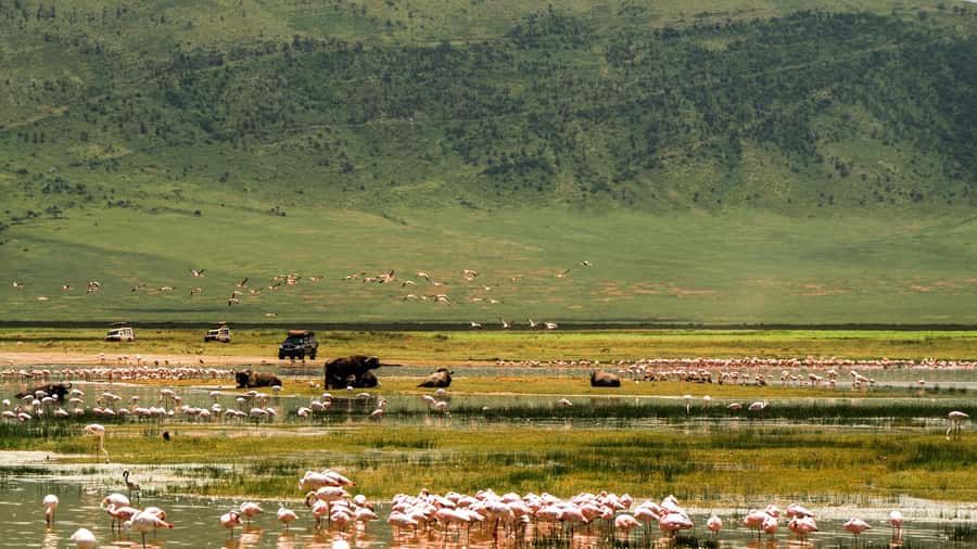 Zanzibar: 3-Day Northern Safari with Flights Included - Day three: Lake Manyara and its tree-climbing lions