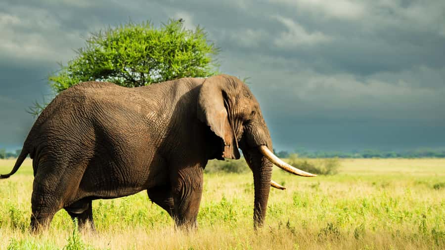 Zanzibar: 3-Day Northern Safari with Flights Included - Day one: flying to Arusha and searching Tarangire for elephants