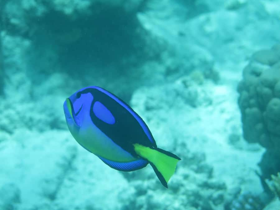 Zanzibar : 3-Day PADI Open Water Scuba Diving Adventure - Day 2, pool practice from 9:00 to noon