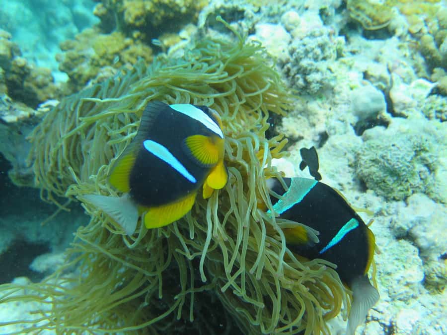 Zanzibar : 3-Day PADI Open Water Scuba Diving Adventure - Day 3, two Indian Ocean sessions near coral reef sites