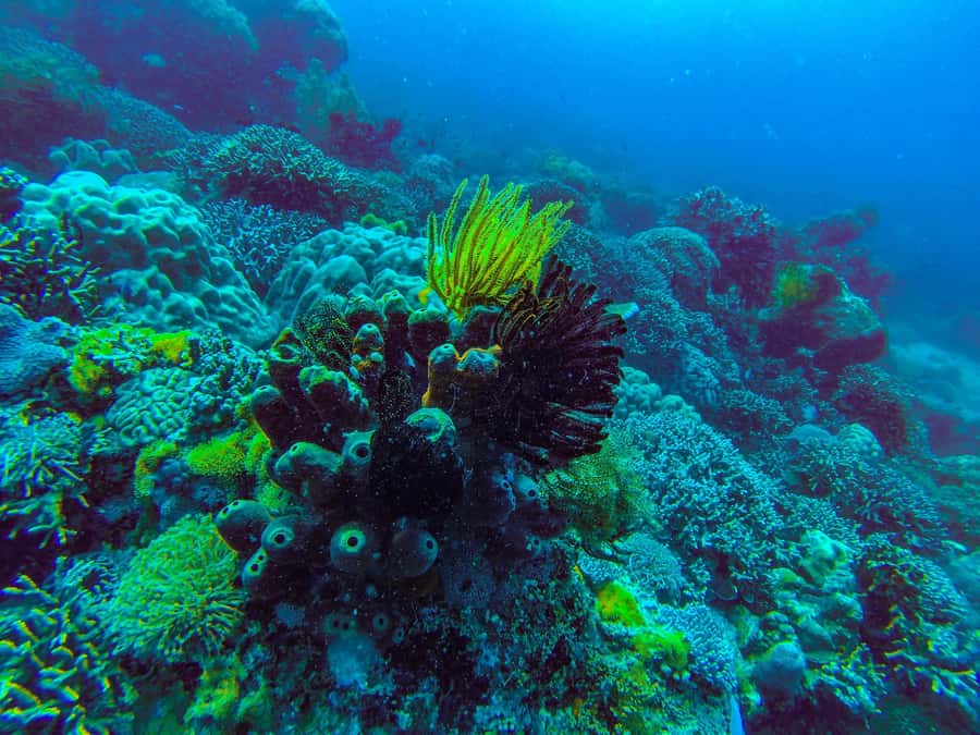Zanzibar : 3-Day PADI Open Water Scuba Diving Adventure - Food, boat time, and the practical rhythm of the day