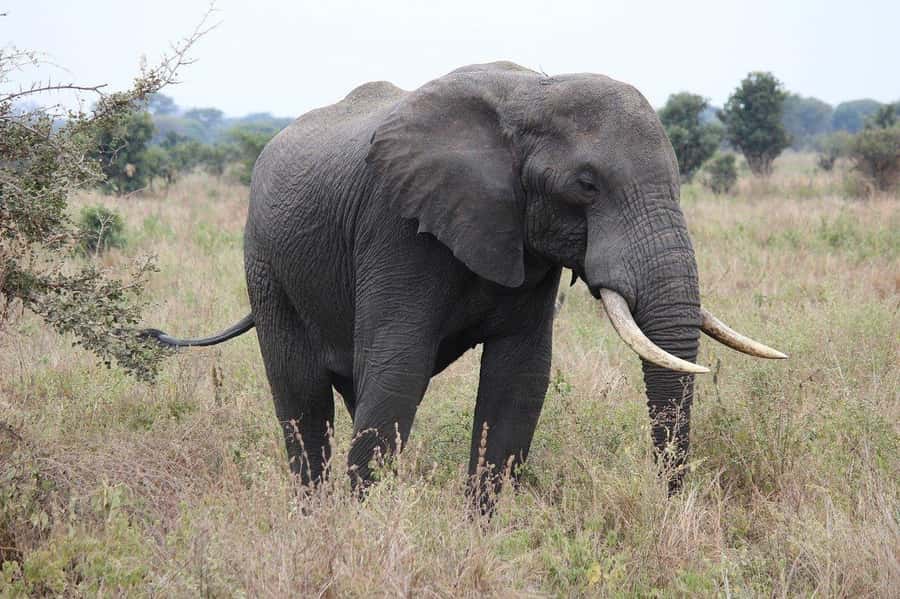 Zanzibar: 3 Days to Mikumi and Chizua Waterfalls - Day 2: Early wildlife, then the climb to Chizua Falls