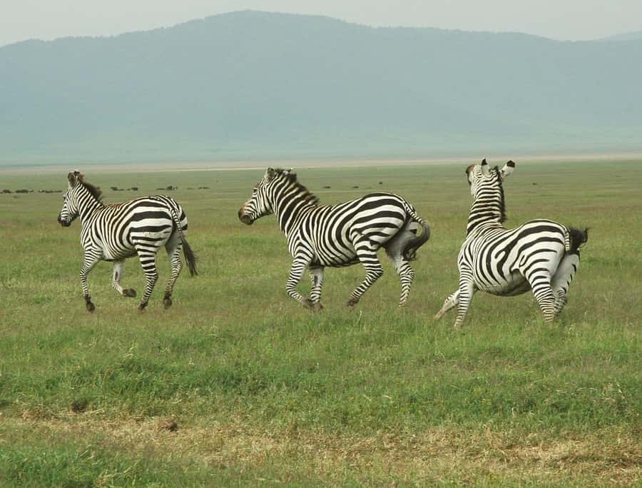 Zanzibar: 3 Days to Mikumi and Chizua Waterfalls - Is $700 a fair price?