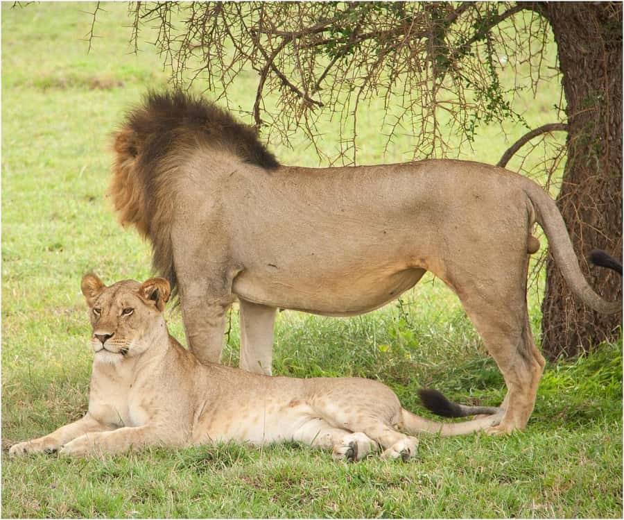 Zanzibar: 3 Days to Mikumi and Chizua Waterfalls - Who should book this trip?