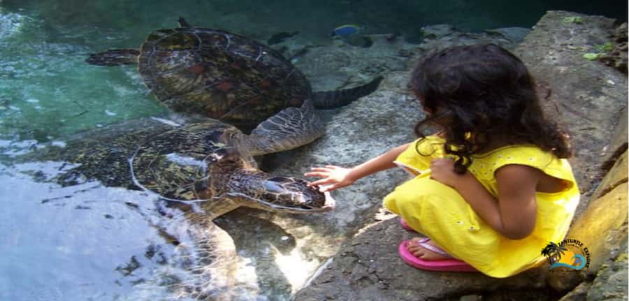Zanzibar: Baraka Aquarium Feed, Swim & Snorkel with Turtles - What the tidal pool is really like