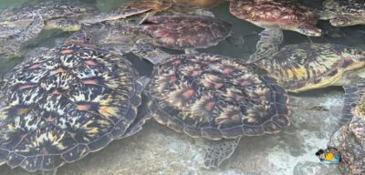 Baraka Aquarium Feed, Swim & Snorkel with Turtles