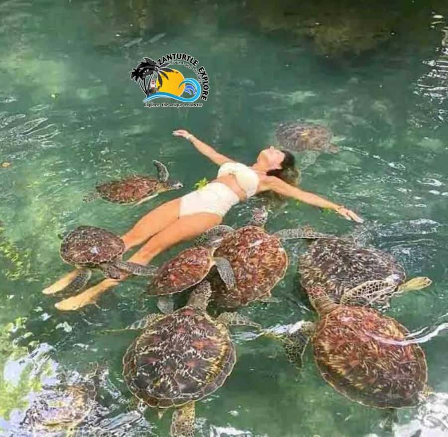 Zanzibar: Baraka Aquarium Feed, Swim & Snorkel with Turtles - The transfer from your hotel to Nungwi