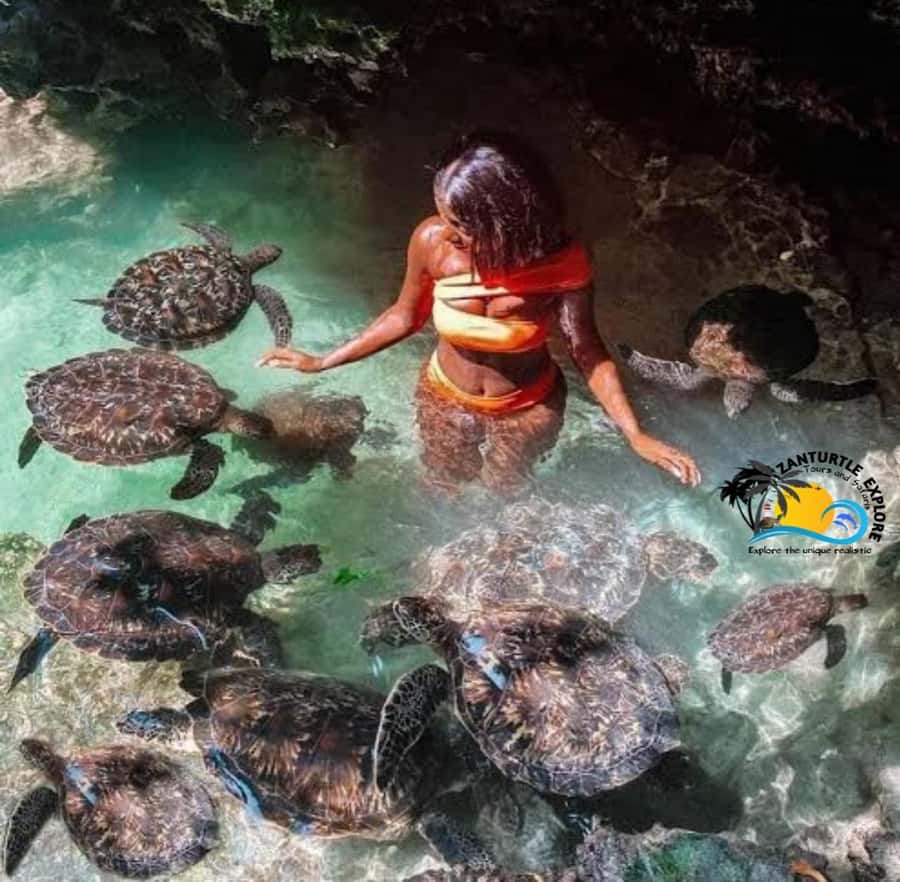 Zanzibar: Baraka Aquarium Feed, Swim & Snorkel with Turtles - A closer look at the two-hour schedule