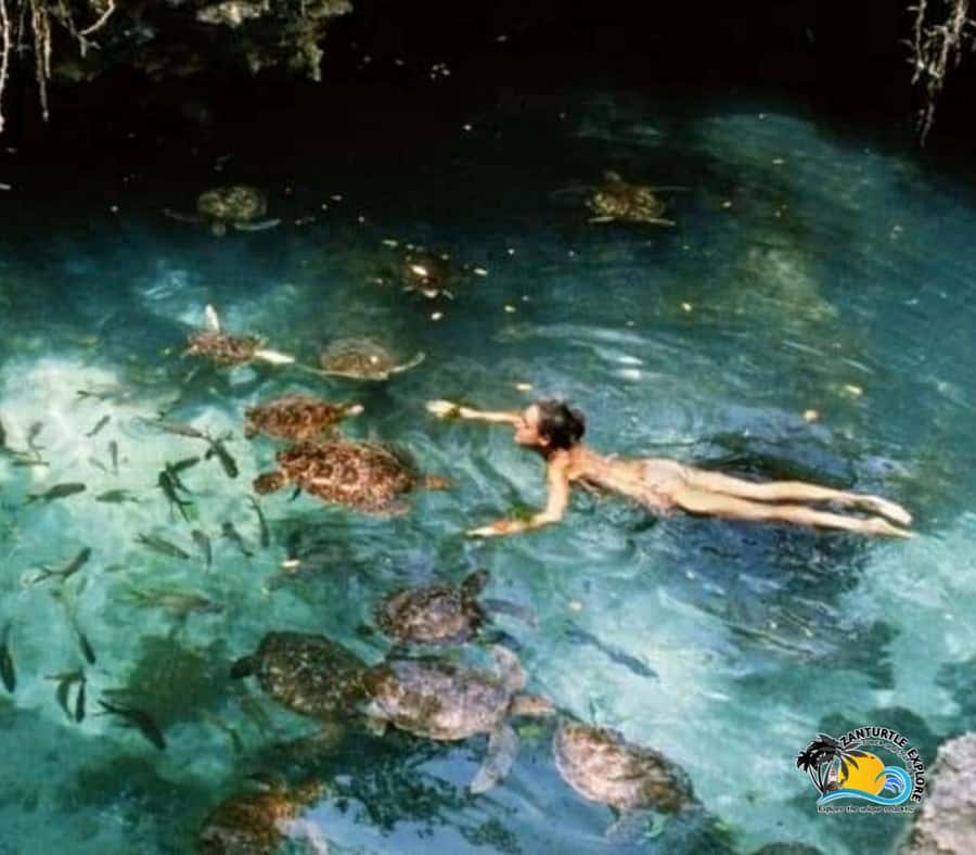 Zanzibar: Baraka Aquarium Feed, Swim & Snorkel with Turtles - How much value do you get for $42?