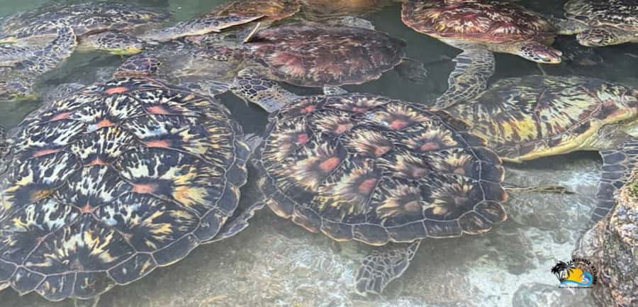 Zanzibar: Baraka Aquarium Feed, Swim & Snorkel with Turtles - Feeding the turtles without getting bitten