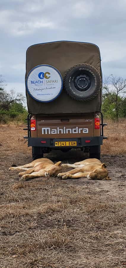 Zanzibar: Best Selous Day Safari with Flights & Lunch - The first game drive begins around 08:00