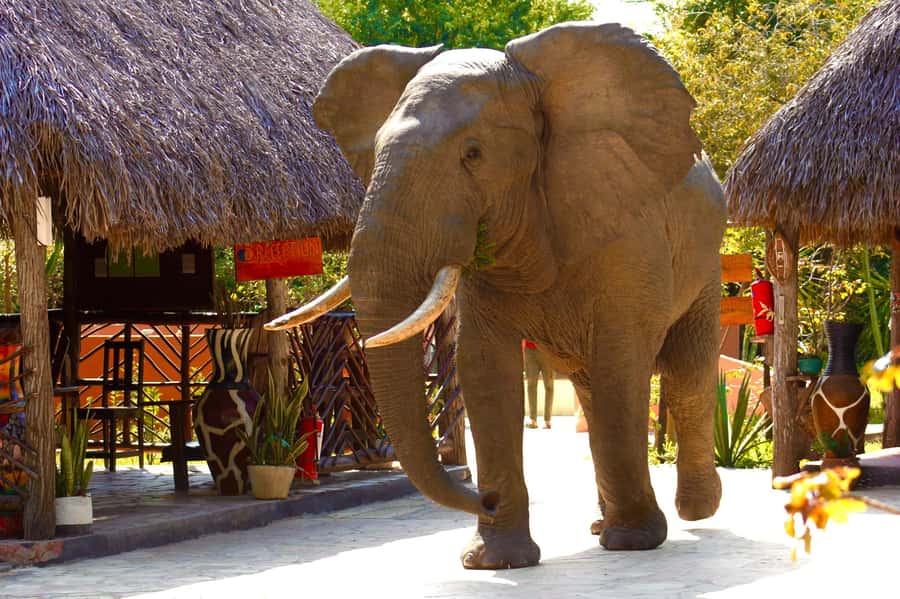 Zanzibar: Best Selous Day Safari with Flights & Lunch - The return flight reaches Zanzibar around 17:05