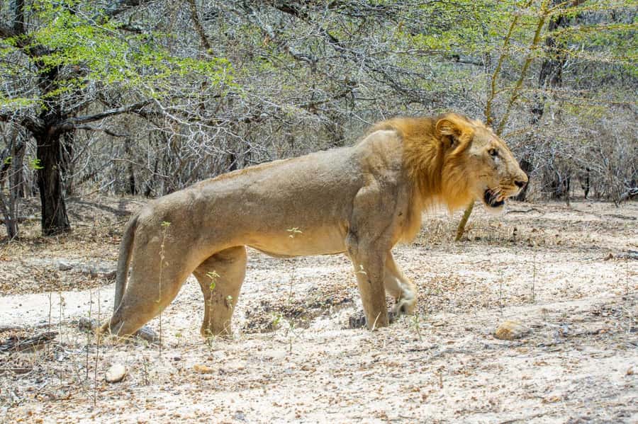 Zanzibar: Best Selous Day Safari with Flights & Lunch - Coffee, tea, and the value of a full day