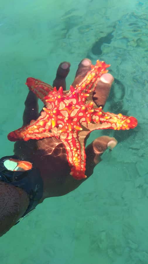 Zanzibar: Blue lagoon & Starfish - What the private pickup adds