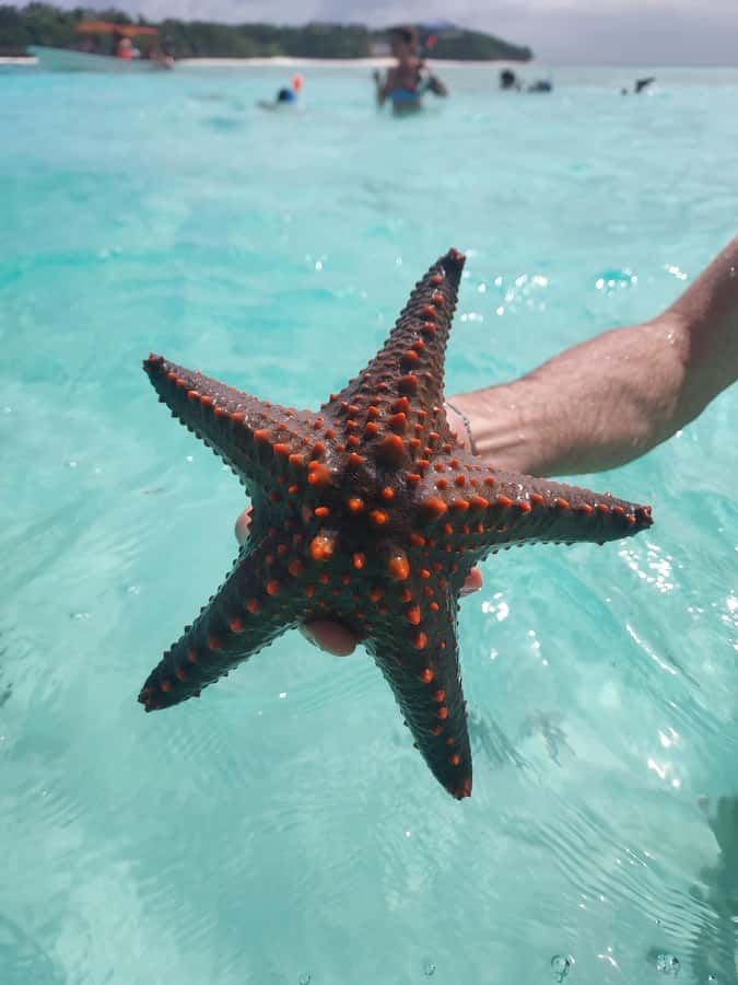 Zanzibar: Blue lagoon & Starfish - The sandbank and sea urchin search