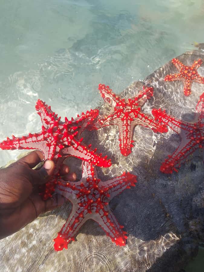 Zanzibar: Blue lagoon & Starfish - Who will enjoy this Zanzibar boat trip?