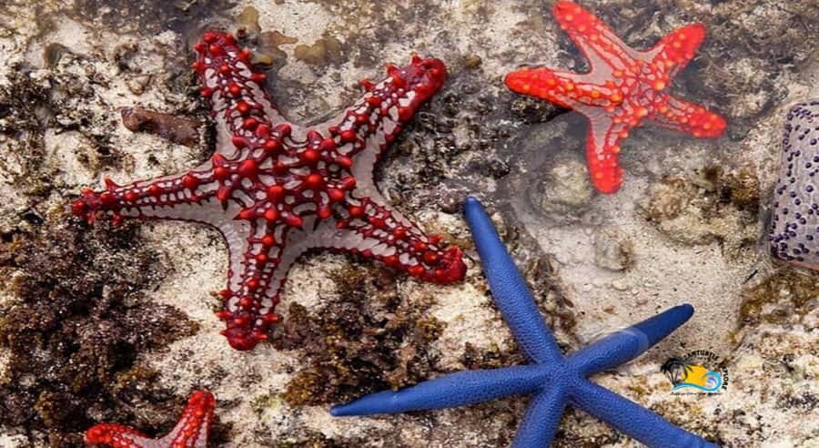 Zanzibar: Blue Lagoon, Starfish and Jozani Forest Tour - What is included, and what is not