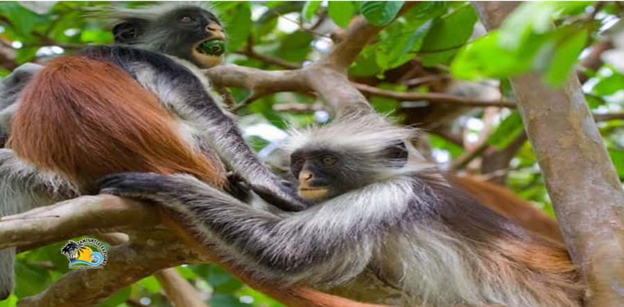 Zanzibar: Blue Lagoon, Starfish and Jozani Forest Tour - Languages, pickup, and timing