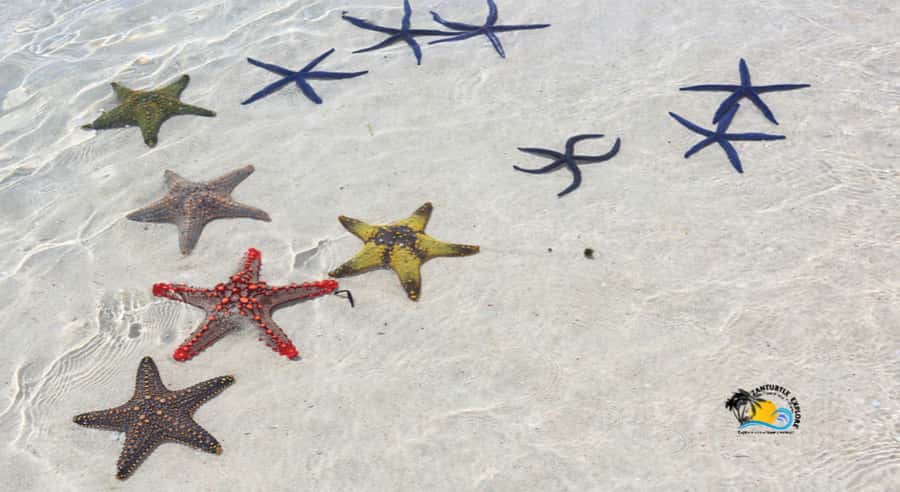 Zanzibar: Blue Lagoon, Starfish and Jozani Forest Tour - Who will get the most from this tour