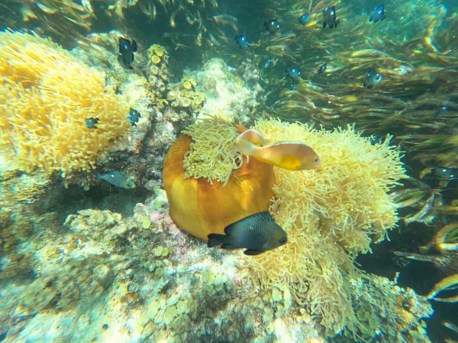 Zanzibar: Blue lagoon, Starfish, Paje Beach and Maalum Cave - A full southern Zanzibar day for sea, sand, and stone