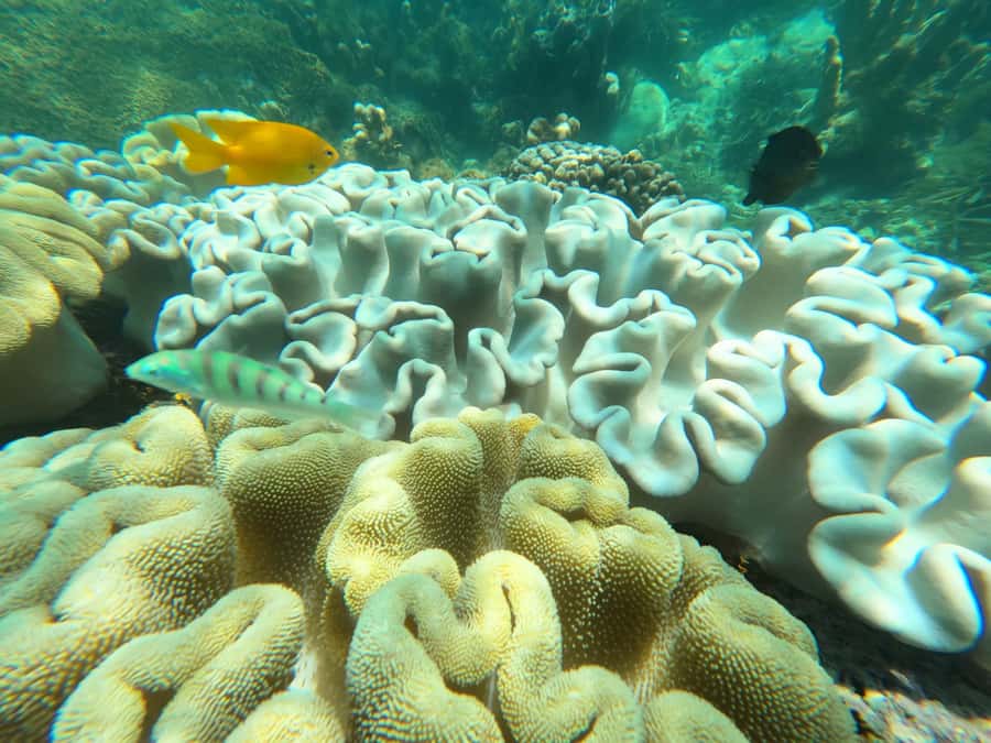 Zanzibar: Blue lagoon, Starfish, Paje Beach and Maalum Cave - The van ride and the shape of the day