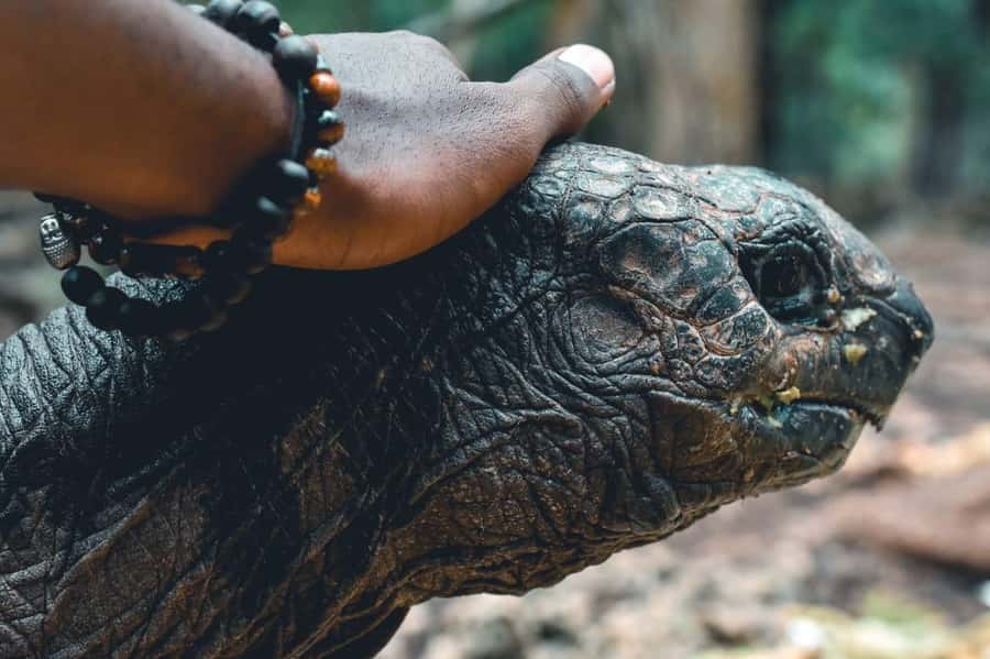 Zanzibar: Combo Zanzi Prison & Nakopenda Island & Stone town - Prison Island’s old prison and giant tortoises