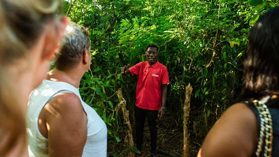 Zanzibar: Day Jozani Forest,Spice Farm,Nature and Savor Tour - Meeting Zanzibar’s red colobus monkeys