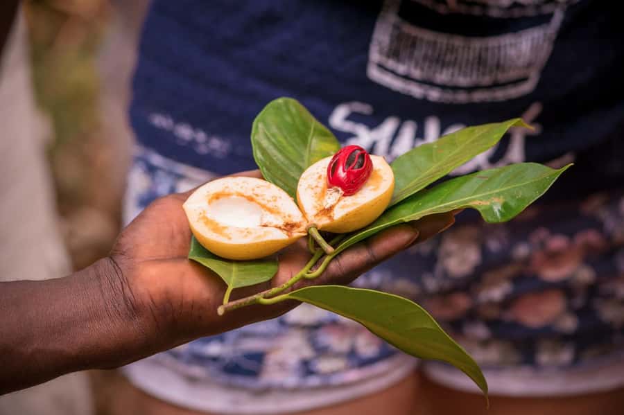 Zanzibar: Day Jozani Forest,Spice Farm,Nature and Savor Tour - Is $90 a fair price?