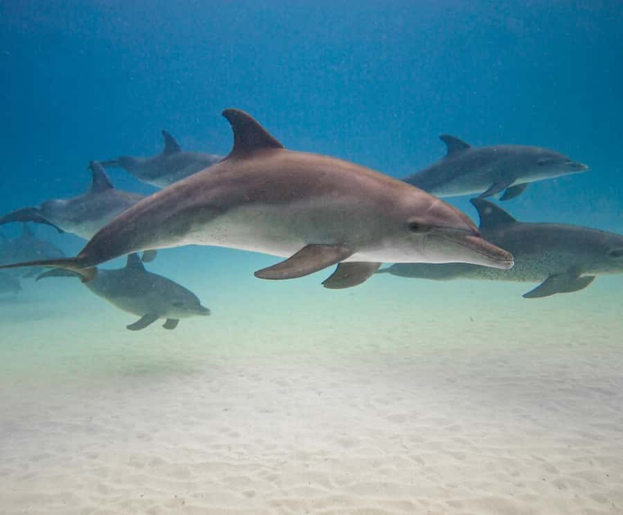 Zanzibar dolphins+ snokling at mnemba with turles swimming - Mnemba Island: 90 minutes of swimming and photographs
