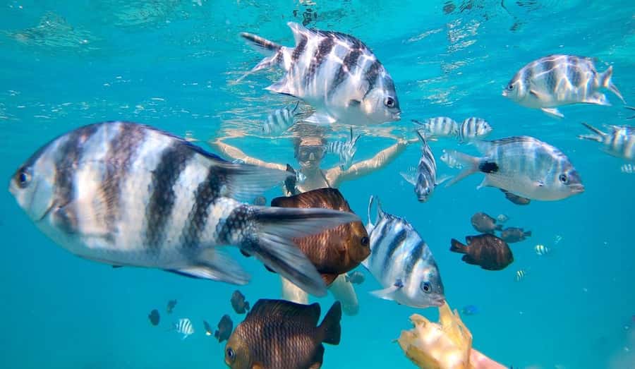 Zanzibar dolphins+ snokling at mnemba with turles swimming - Snorkeling the Mnemba reef