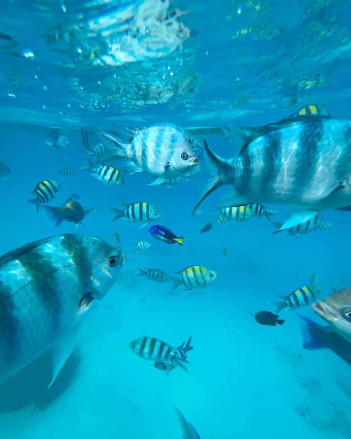 Zanzibar dolphins+ snokling at mnemba with turles swimming - Weather, comfort, and the parts you cannot control