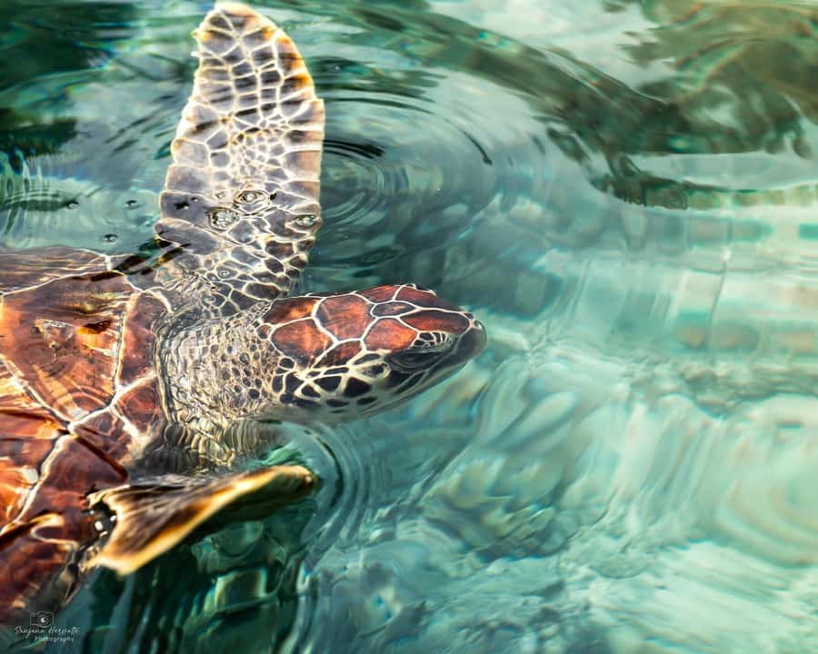 Zanzibar dolphins+ snokling at mnemba with turles swimming - Should you book the Mnemba dolphin and snorkeling trip?
