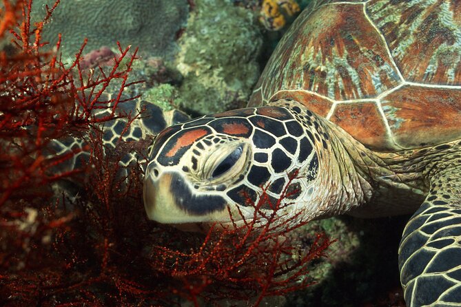 Zanzibar Excursions - Who should book this experience?