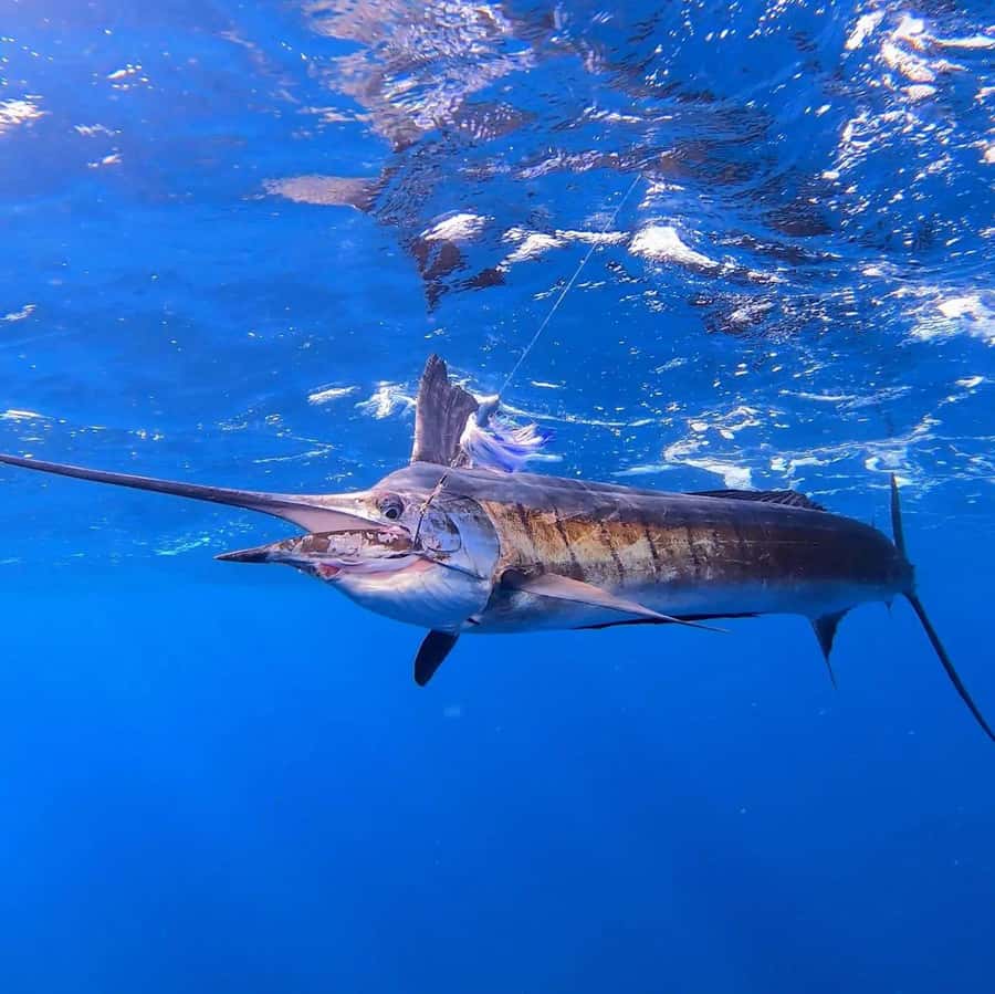 ZANZIBAR FISHING EXPRIENCE - The final ride back to shore